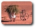 Man collecting firewood in the Baluchistan Desert, Pakistan