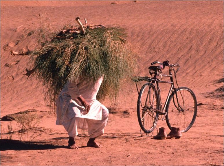 Man collecting firewood in the Baluchistan Desert, Pakistan