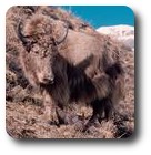 Yak, Annapurna Circuit, Nepal