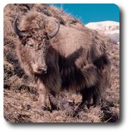 Yak, Annapurna Circuit, Nepal