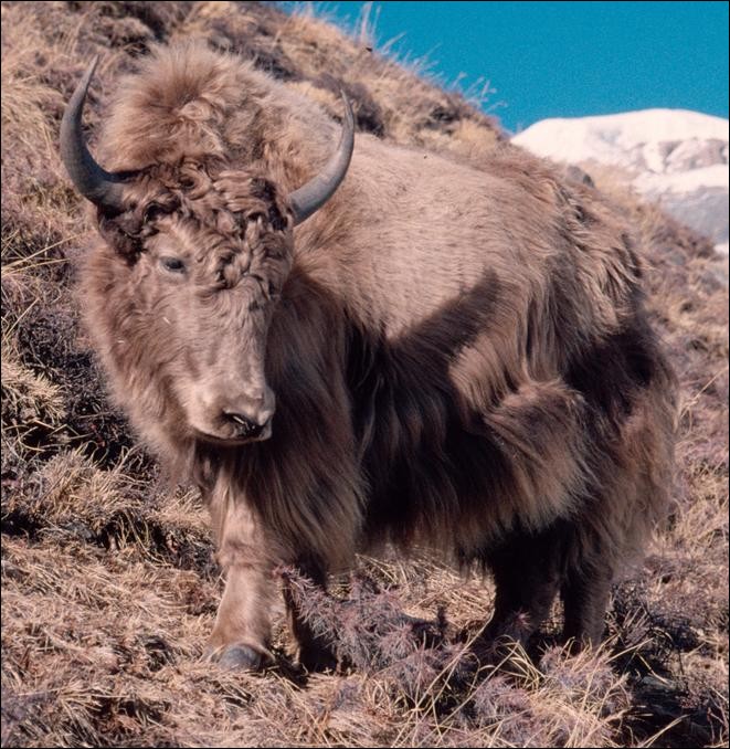 Yak, Annapurna Circuit, Nepal