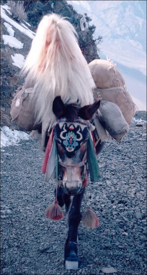 Donkey carrying supplies up the valley, Annapurna Circuit, Nepal