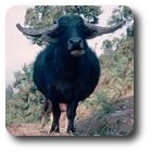 Buffalo near Pokhara, Nepal