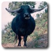 Buffalo near Pokhara, Nepal