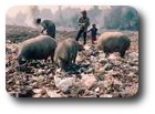Pigs and people rooting for treasure in the rubbish, Kathmandu, Nepal