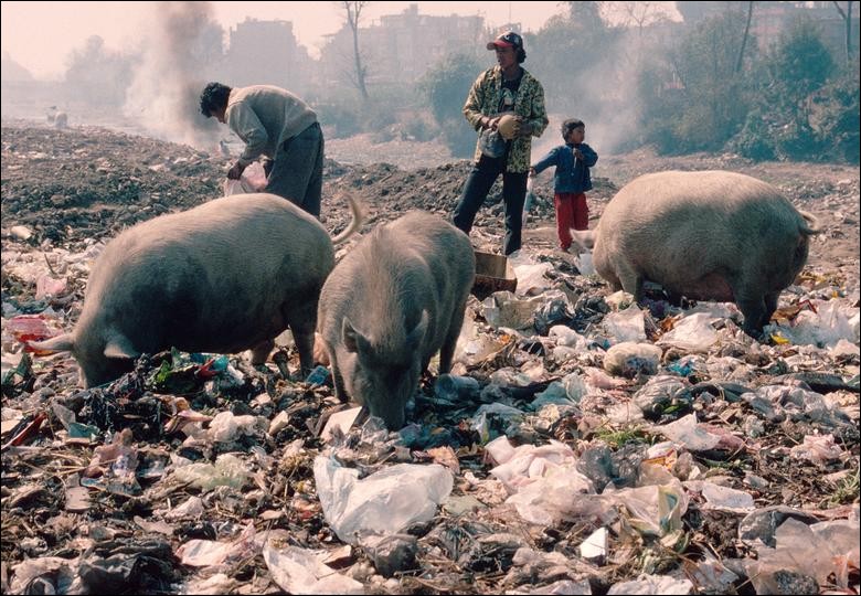 Pigs and people rooting for treasure in the rubbish, Kathmandu, Nepal