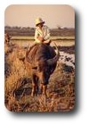 Riding a buffalo in from the fields, Inle Lake, Myanmar