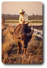 Riding a buffalo in from the fields, Inle Lake, Myanmar