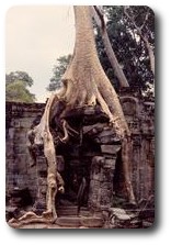 Trees amidst the ruins of Preah Khan, Angkor, Cambodia