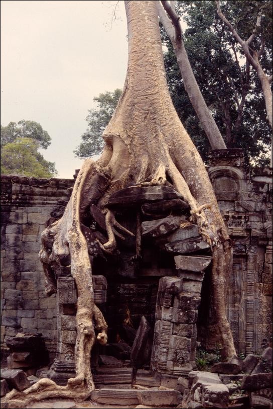 Trees amidst the ruins of Preah Khan, Angkor, Cambodia