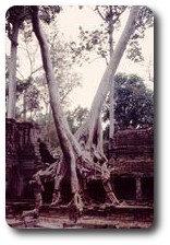 Trees amidst the ruins of Preah Khan, Angkor, Cambodia