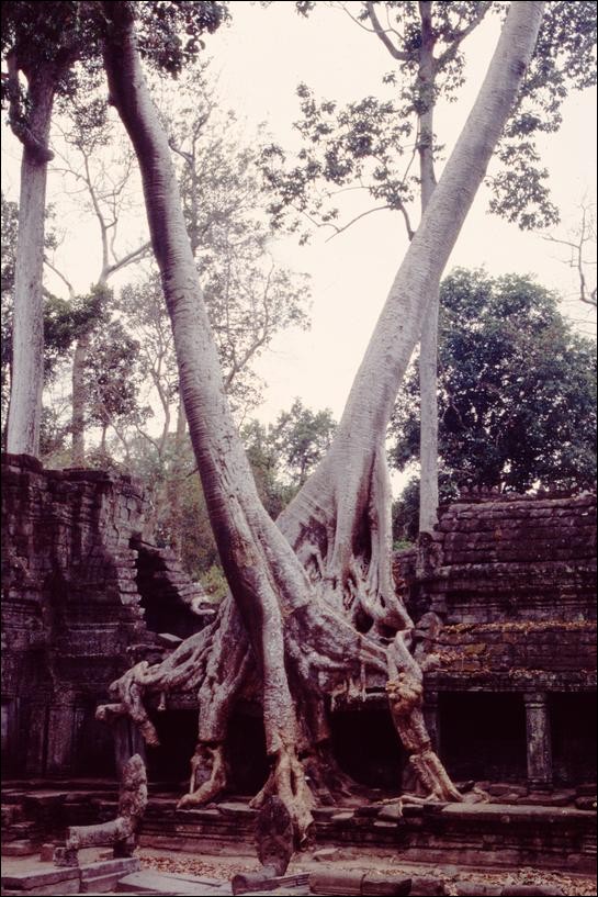 Trees amidst the ruins of Preah Khan, Angkor, Cambodia