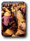 Morning fish market at Hoi An, Vietnam