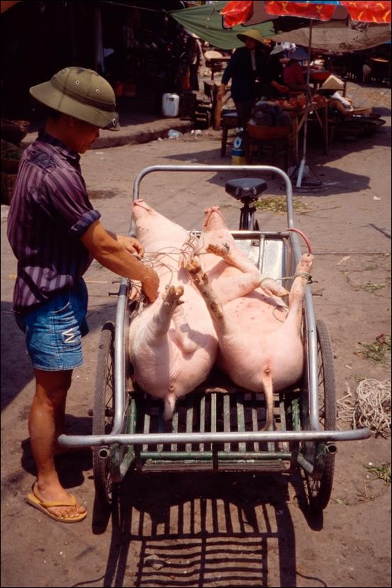 Pigs at the Hong Gai market, Vietnam