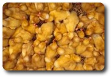 Basket of chicks at Phung Hiep market, Mekong Delta, Vietnam
