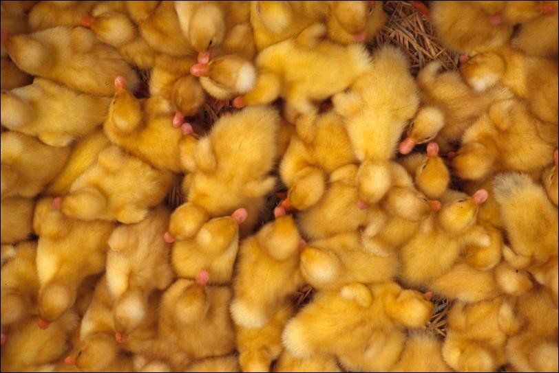 Basket of chicks at Phung Hiep market, Mekong Delta, Vietnam