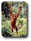 Orang-utan at Sepilok Rehabilitation Centre, Sandakan, Sabah, Malaysia