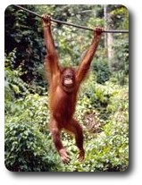 Orang-utan at Sepilok Rehabilitation Centre, Sandakan, Sabah, Malaysia