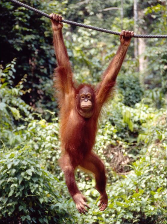Orang-utan at Sepilok Rehabilitation Centre, Sandakan, Sabah, Malaysia