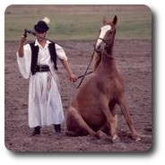 Horse show at Bugac, Hungary